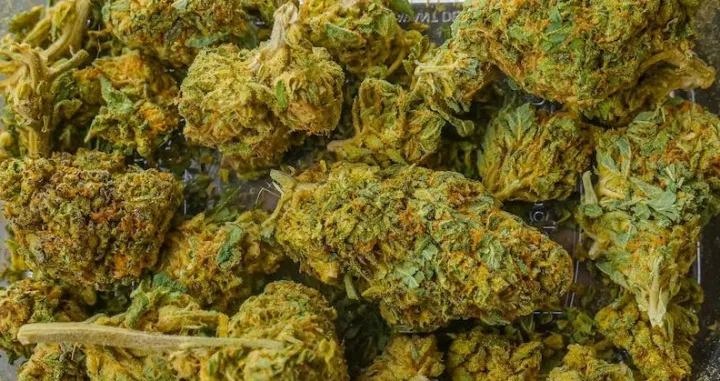 Jaka ''sorta'' marihuane/ Pexels//