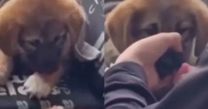 životinja pas mučenje bjelašnica djeca/