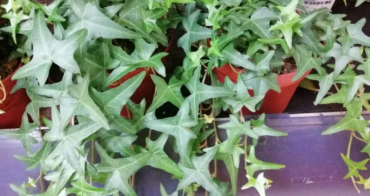 Zanimljivo trokutasto oblikovani listovi sobnog bršljena/