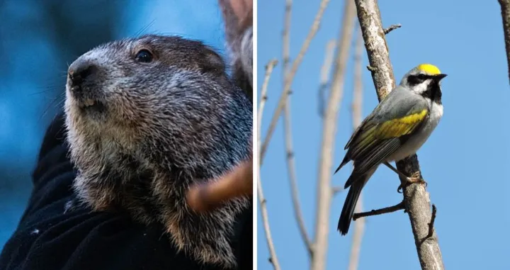 Ilustracija/ Wikimedia/