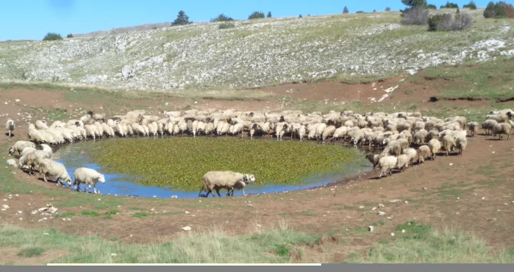 Lokve su na planinama značile i znače život, Pejarova - Peharova lokva na Trebiševu/Dušan Musa