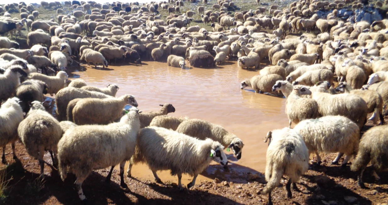 U Hercegovini jeod pamtivjeka važno bilo stočarstvo. Ovca je hranila, odijevala i obuvala Hercegovce<br>/