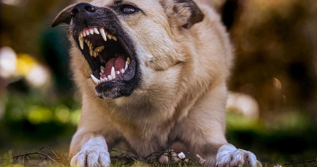 Ovih 10 pasmina prednjači po broju napadnutih ljudi/ Pexels/