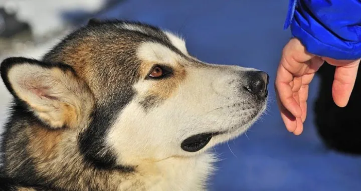 naredba pas/Zeljko Hladika/pixsell