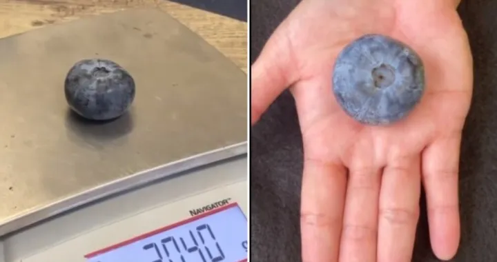 Najveća borovnica/Printscreen/