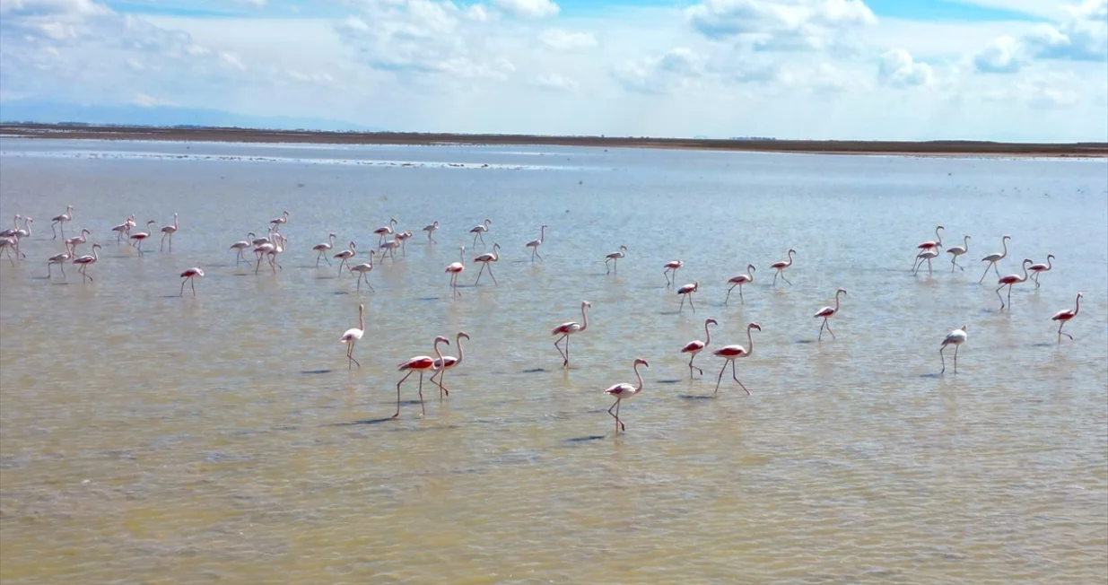 Flamingosi na jezeru Tuz/Anadolija/