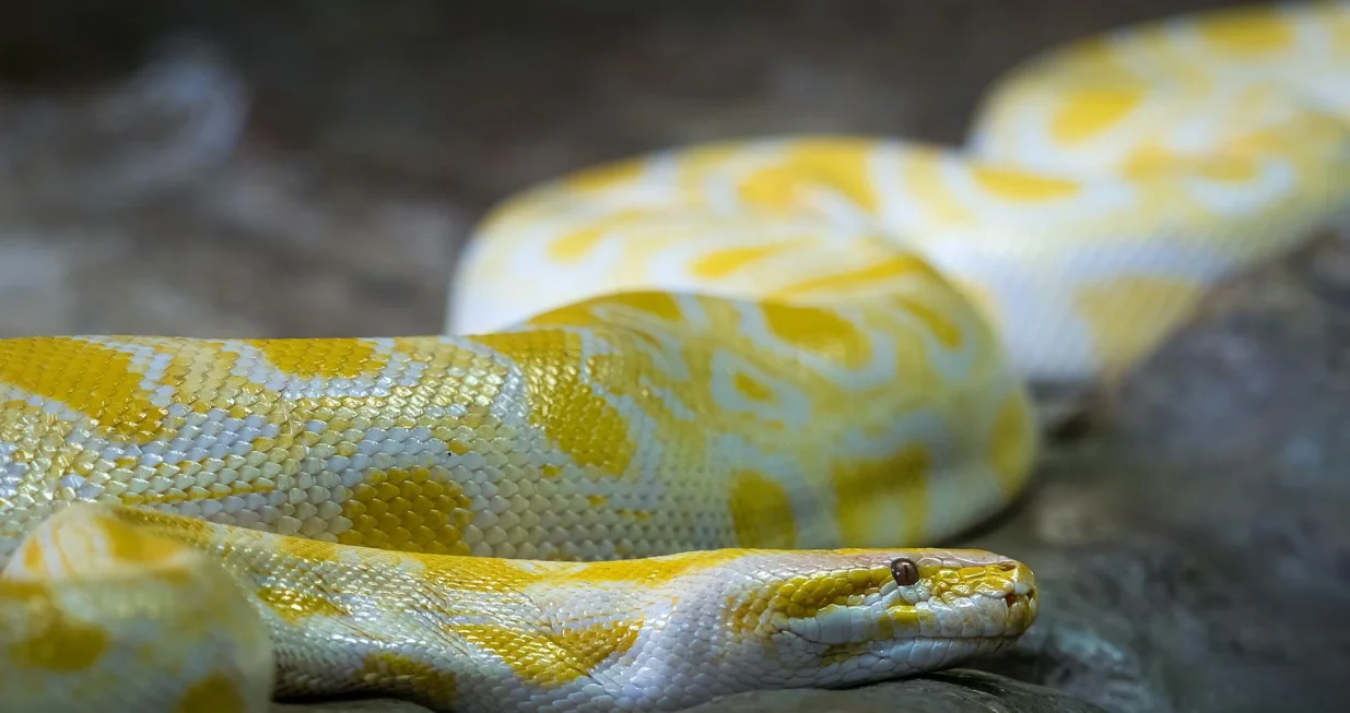 Burmanski piton bi se ubrzo mogao uzgajati u prehrambene svrhe/ Pexels/