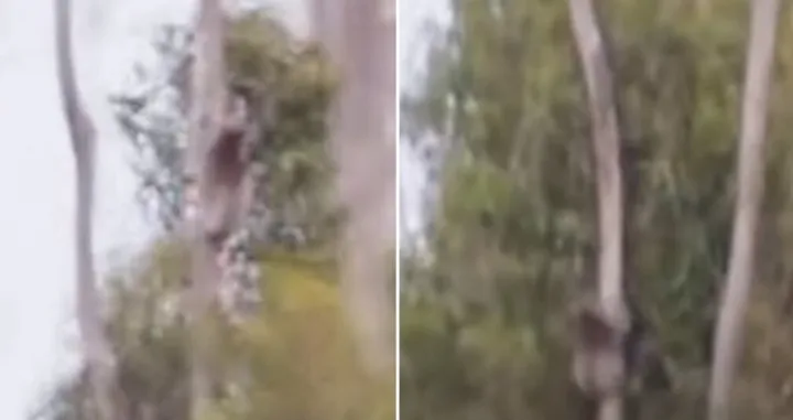 Objavljeni snimci/Printscreen /