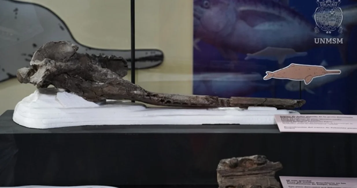 Pronađen fosil riječnog dupina/UNMSM/