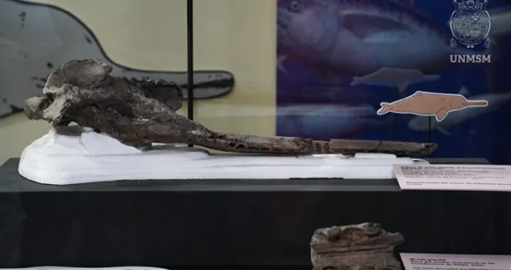 Pronađen fosil riječnog dupina/UNMSM/