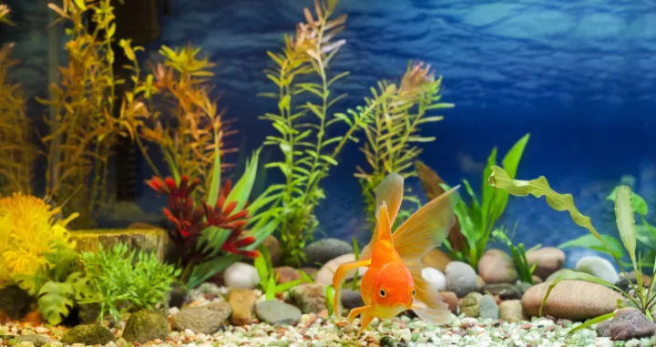akvarijum čisto/