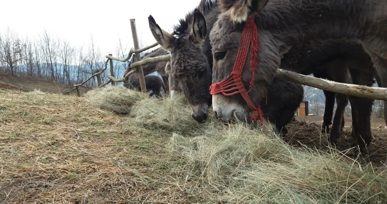 farma magaraca zavidovići/