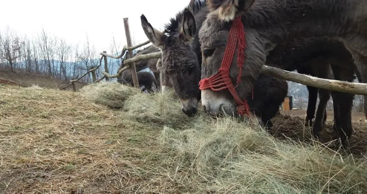 farma magaraca zavidovići/