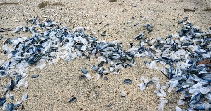 Plaža prekrivena meduzama/Anadolija/