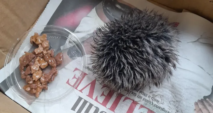 Mislila da je spasila mladunče ježa pa se iznenadila kada joj je veterinarka otkrila istinu/Facebook/brave Mag 