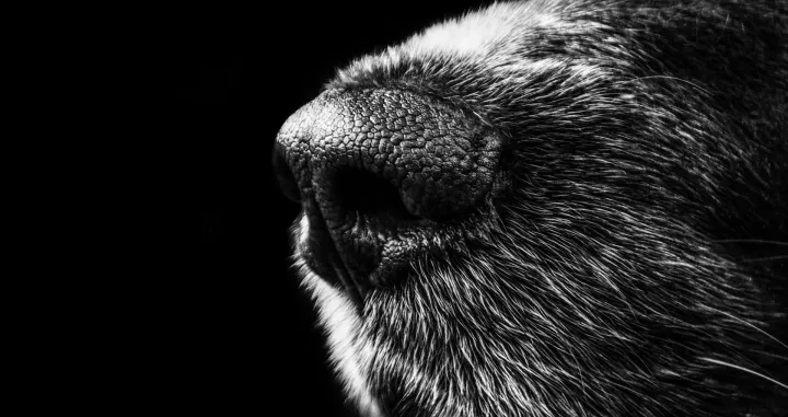 Psi mogu nanjušiti PTSP kod ljudi/ Pexels/