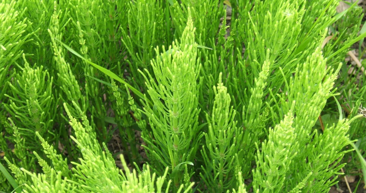 Nemojte je uni&scaron;tavati, rađe je uberite/ Wikimedia/