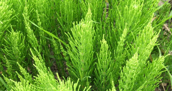 Nemojte je uništavati, rađe je uberite/ Wikimedia/