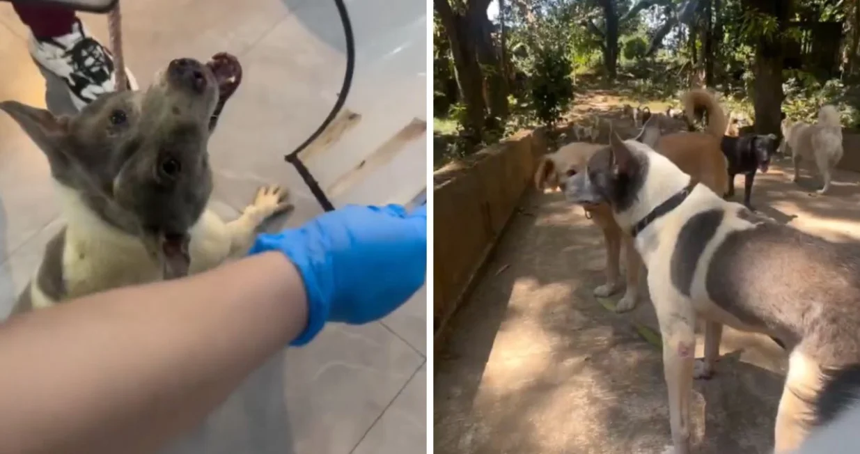 Uživao je, igrao se sa drugim psima.../ Facebook/