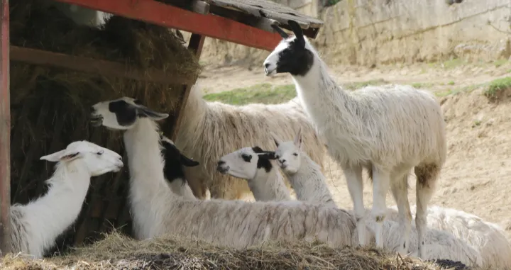 Pionirska dolina reportaža prinove/Senad Gubelić