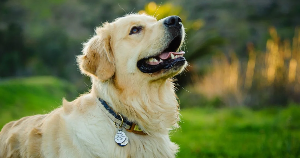 Vakcina ne može izazvati autizam kod pasa - autizam postoji samo kod ljudi/ Canva/Amir9937