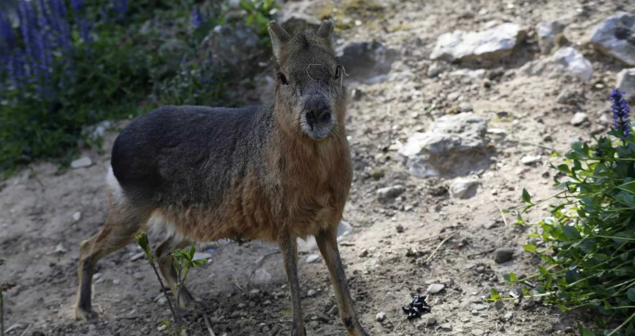 Foto: Damir Deljo, Oslobođenje/