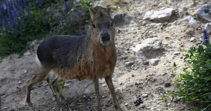 Foto: Damir Deljo, Oslobođenje/