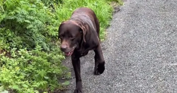 Labrador glumi da ga boli šapa da bi izbjegao šetnju: "Holivud ga zove"/Tiktok/freelance_amy
