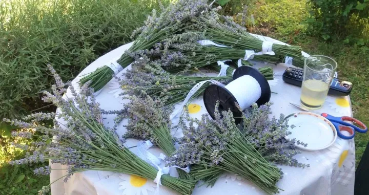 Sweden/USAID FARMA II projekt podržao je obuku 30 žena o proizvodnji i preradi ljekovitog i aromatičnog bilja1/