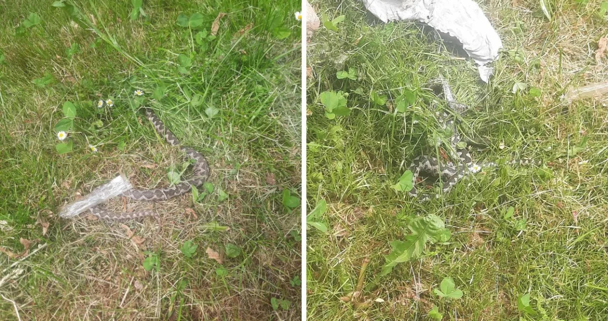 Zmija na Alipa&scaron;inom Polju/ Facebook/