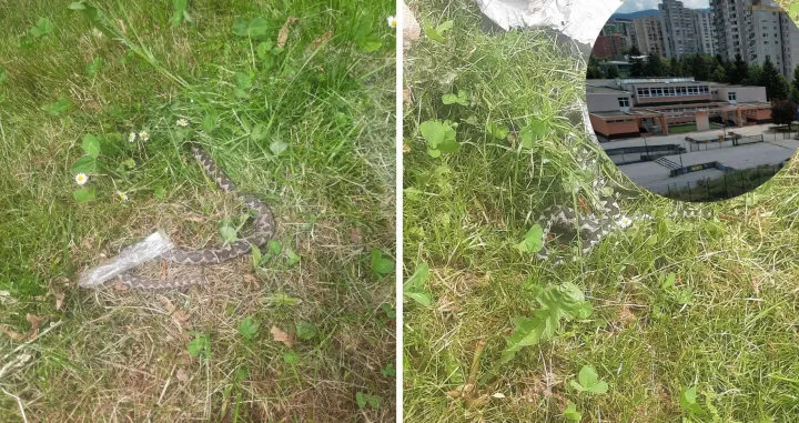 Zmije viđene blizu ove škole/ Ilustracija/