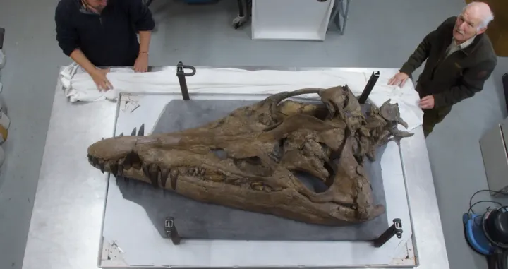 lubanja pliosaura iflscience.com/