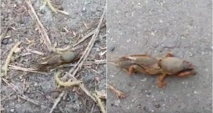 kukac insekt hrvatska rovač/