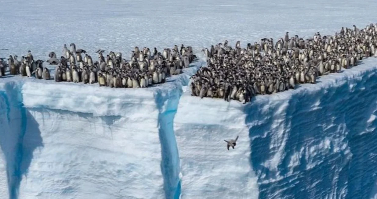 700 mladunaca carskog pingvina zaranja u hladne antarktičke vode/Youtube/@natgeo