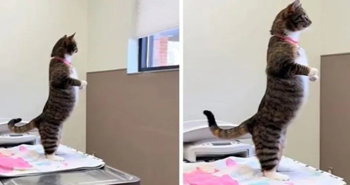 Mačka koja stoji poput čovjeka nasmijala milione/Tiktok/morgswrldd