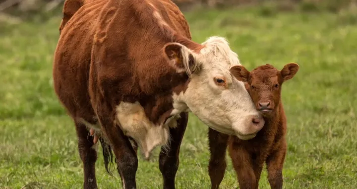 Kako ih tretiramo?/ Canva/