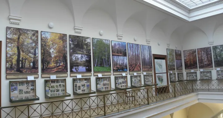 Stalna izložba "Šume Bosne i Hercegovine" u Zemaljskom muzeju BiH      čiji je autor dr. Čedomil Šilić (Foto: D. Šoljan)/