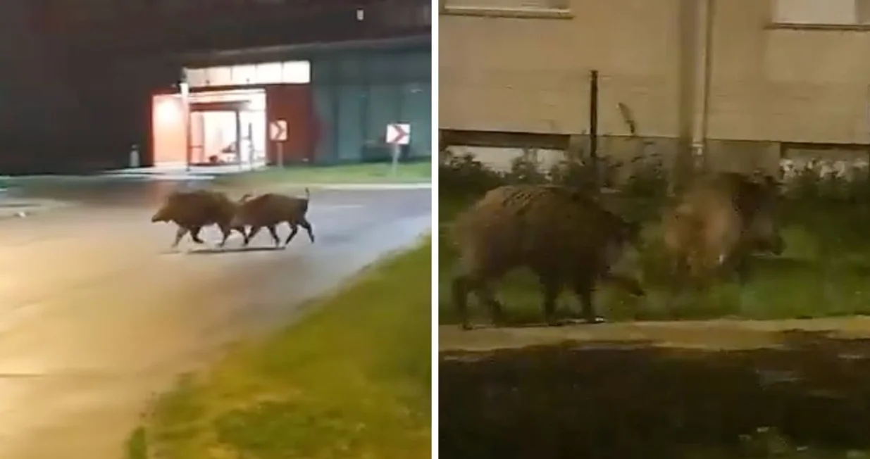 Ne baš običan prizor/ Facebook/