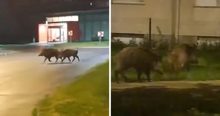 Ne baš običan prizor/ Facebook/