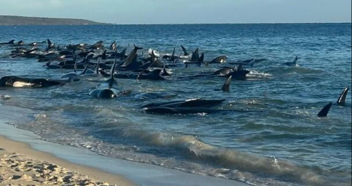 Više od 100 kitova nasukalo se na australskoj obali, neki su već uginuli/Youtube/@abcnewsaustralia
