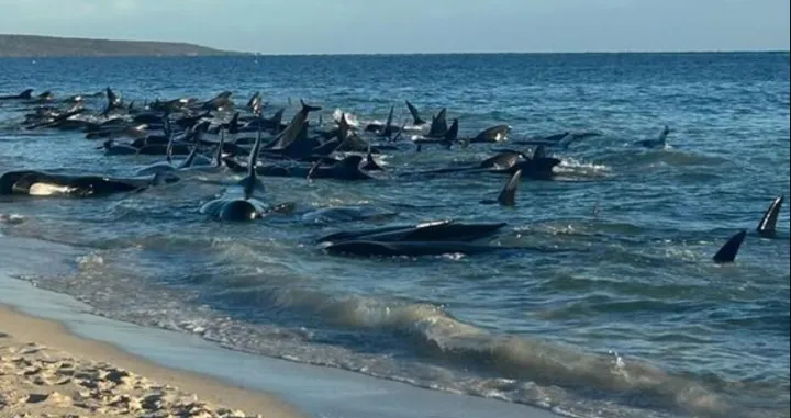 Više od 100 kitova nasukalo se na australskoj obali, neki su već uginuli/Youtube/@abcnewsaustralia