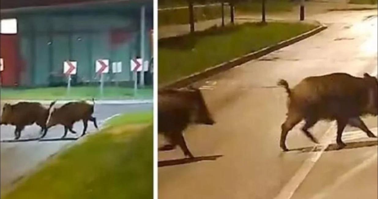 Divlje svinje prošetale centrom Zagreba/Facebook/hrvatski Lovački Portal-forum 