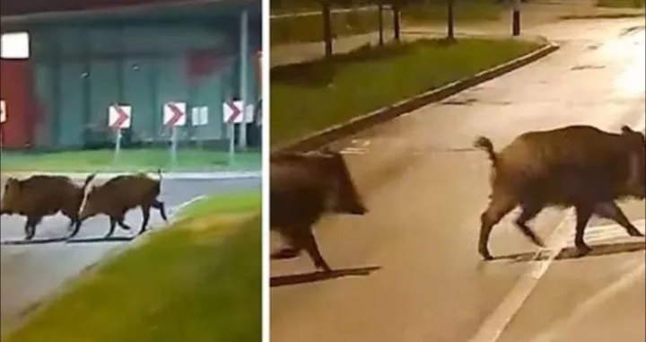 Divlje svinje prošetale centrom Zagreba/Facebook/hrvatski Lovački Portal-forum 