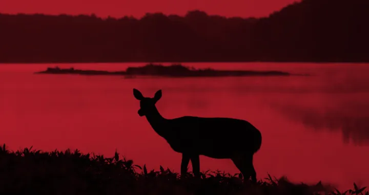 zombi jelen srna bolest/