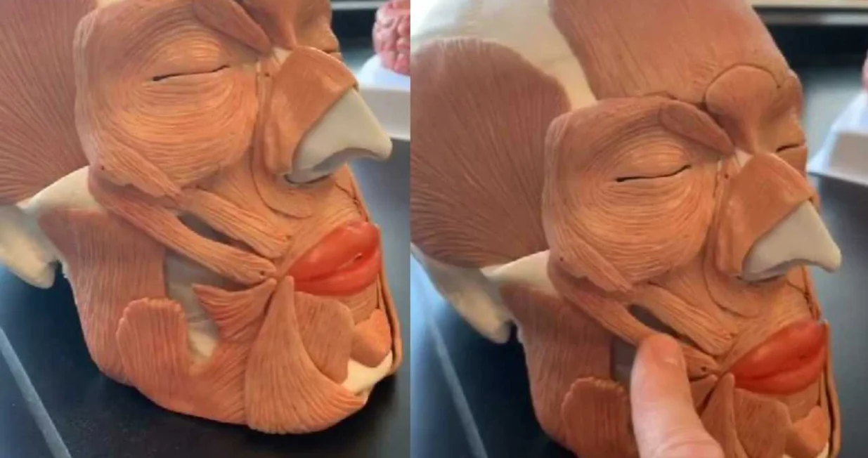 lice glava obrazi mišići lubanja/