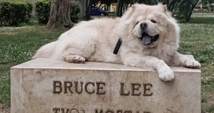 Bruce Lee - Tvoj Lu/ Instagram/