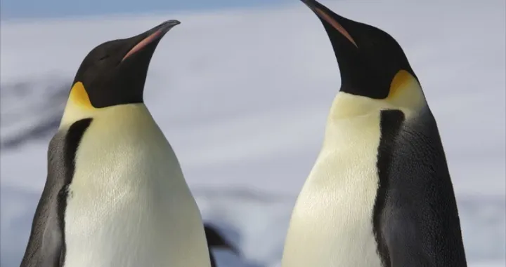 Pingvini carski/Photographerian Duffy