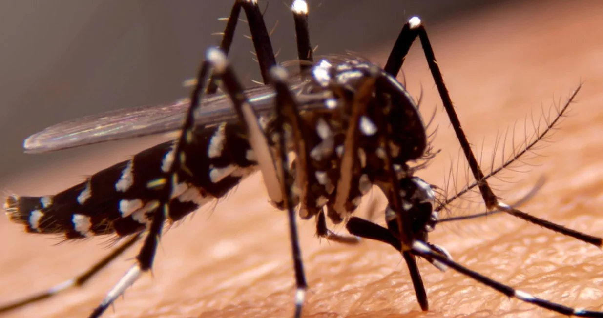 Domaće stanovništvo u Evropi nema otpornost na ove bolesti/ Canva/