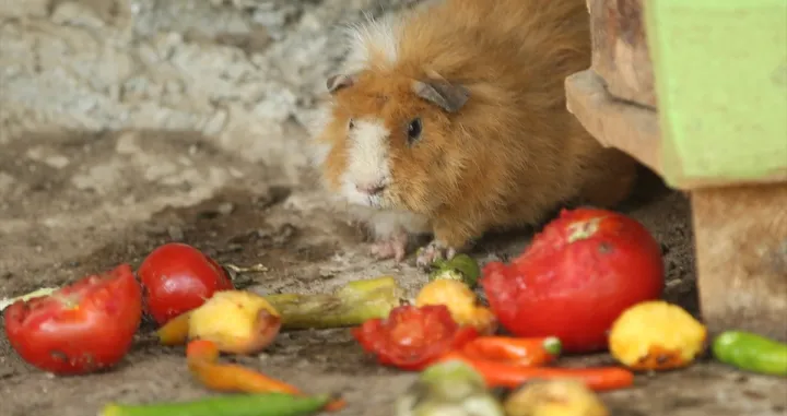 Dom za divlje životinje/Anadolija/