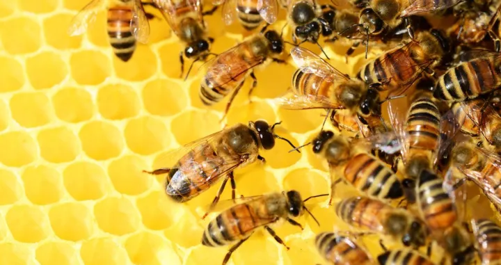 Proljeće je najavljivalo dobru medonosnu godinu/ Canva/Amir9937